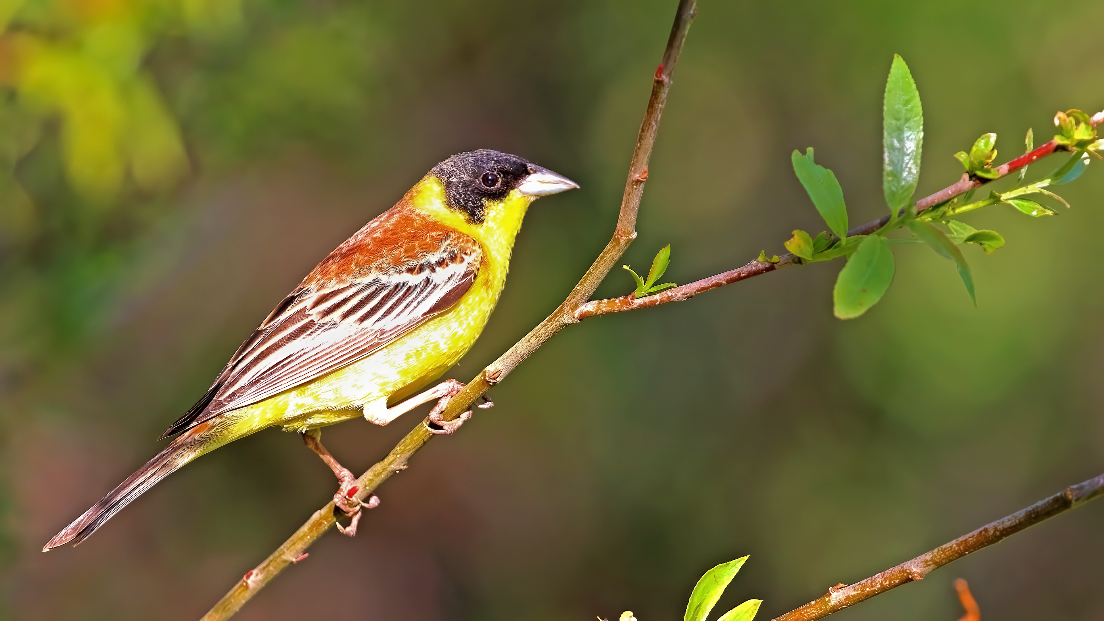 Black-headed Bunting